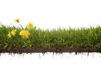 dandelion weeds in grass