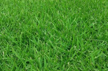 healthy lawn