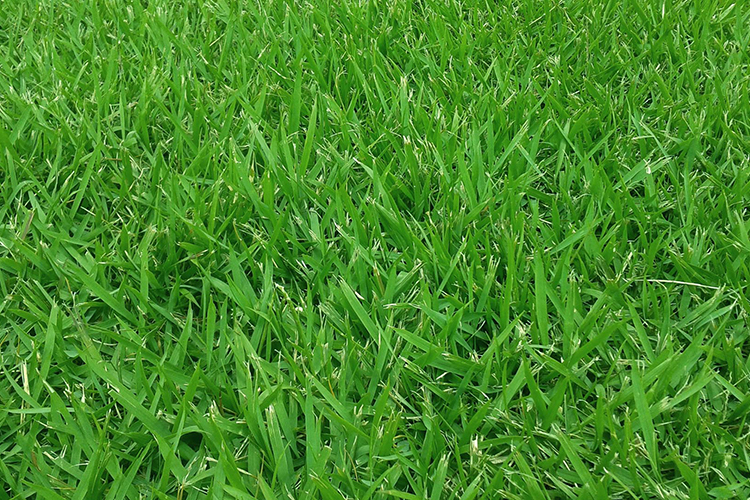 healthy lawn