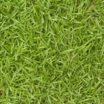 bermuda sod grass