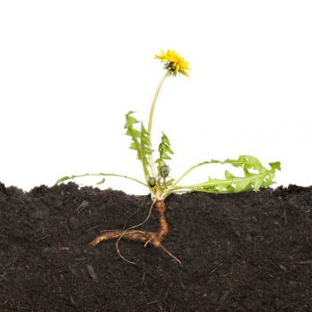 dandelion weed