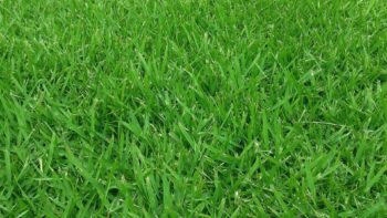 zoysia shade tolerant grass