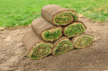 should you lay sod in fall?