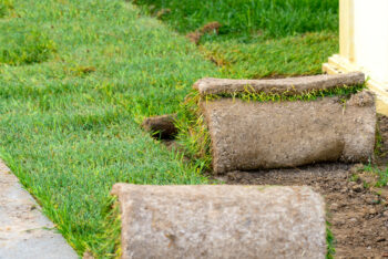 why is my new sod turning yellow
