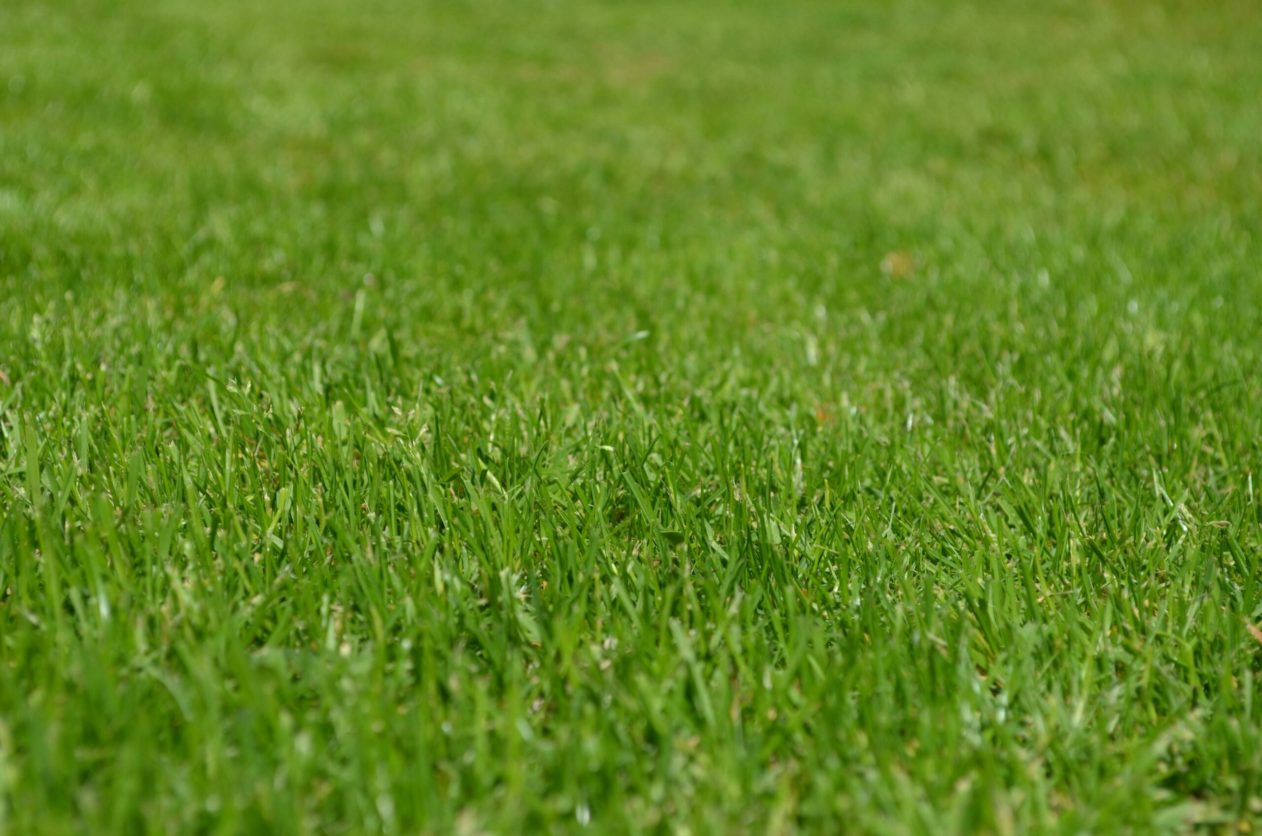 how many times should you fertilize your lawn