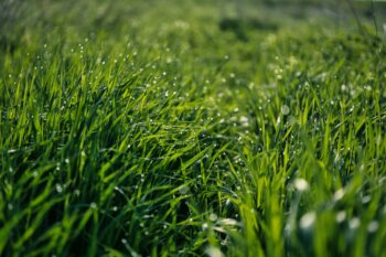 how to care for new sod in fall
